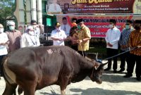 Sapi Qurban bantuan Gubernur kalteng