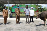 Bupati Mura Drs Perdie M Yoseph MA secara simbolis menyerahkan bantuan sapi qurban