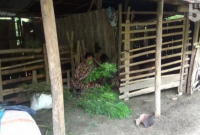Guru di SD Negeri Pandean 4, Ngawi ini tinggal di rumah gedek atau anyaman bambu. [Beritajatim.com]