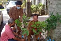 Kepala Dinas Pertanian dan Ketahanan Pangan Trikorianto mengecek kelayakan bibit karet jenis PB-26 yang akan dibagikan kepada kelompok tani di wilayah Kabupaten Barito Timur