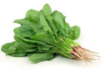 Bayam Hijau. Foto Istimewa.