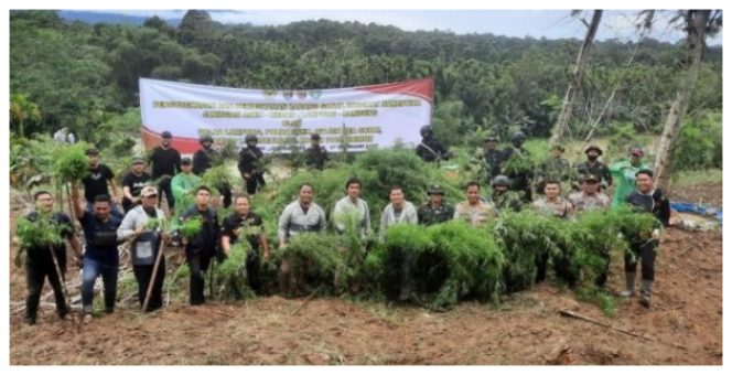 Penemuan ladang ganja di Aceh Utara seluas 6 hektare. (Foto: dok. Polda Lampung/suara.com)
