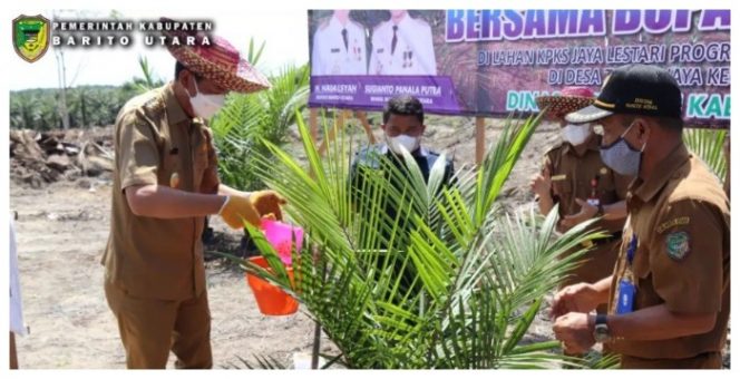 Bupati Nadalsyah saat melakukan Tanam Perdana Kelapa Sawit di lahan KPKS Jaya Lestari Desa Tawan Jaya Kecamatan Teweh Selatan.
Foto.Delia/1tulah.com
