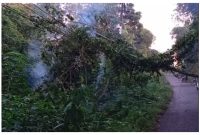 Pohon tumbang yang mengenai kabel listrik mengakibatkan kepulan asap di Desa Hajak.Foto.Deni/1tulah.com