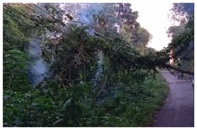 Pohon tumbang yang mengenai kabel listrik mengakibatkan kepulan asap di Desa Hajak.Foto.Deni/1tulah.com