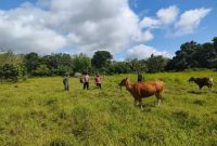 Personel Polsek Dusun Utara saat memantau hewan ternak di wilayah setempat. 
Foto. Alifansyah/1tulah.com
