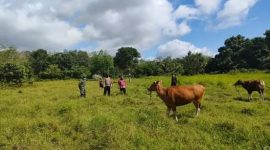 Personel Polsek Dusun Utara saat memantau hewan ternak di wilayah setempat. 
Foto. Alifansyah/1tulah.com
