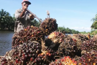 Ilustrasi: Petani Sawit.foto NET
