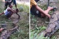 Ilustrasi ular piton. Wanita 52 tahun tewas dimakan ular piton (Instagram/suara.com)
