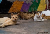 Ilustrasi kucing liar. ((Kristin Wilson/Unsplash/suara.com))