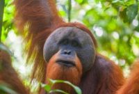 Orangutan illustration (Photo: Elements Envato/suara.com)