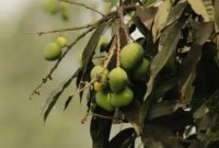 manfaat daun mangga - pohon mangga, daun mangga (Photo by Khalil Atif Khan/pexels.com)