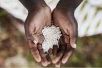 Seorang anak Afrika menadah beras sebagai simbol kelaparan. [shutterstock]