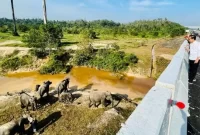 Presiden Joko Widodo atau Jokowi melihat gajah-gajah berjalan di bawah ruas tol Pekanbaru-Dumai atau tepatnya di KM 12. Sumber foto : suara.com