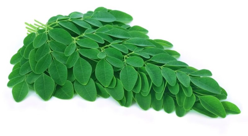 Foto daun kelor. Sumber foto : freepik.com