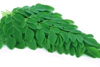 Foto daun kelor. Sumber foto : freepik.com