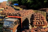 Truk dengan tandan buah segar kelapa sawit antre untuk dibongkar di sebuah pabrik di Aceh Barat. (voaindonesia.com)
