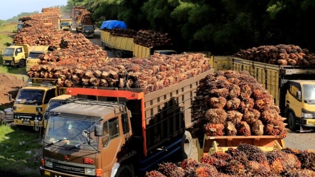 Truk dengan tandan buah segar kelapa sawit antre untuk dibongkar di sebuah pabrik di Aceh Barat. (voaindonesia.com)