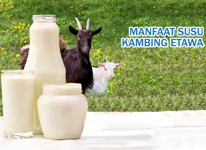 Penelitian mengungkapkan susu kambing Etawa memiliki manfaat bagi kesehatan. Sumber foto : pmjnews