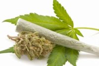 Ilustrasi daun ganja (Shutterstock).