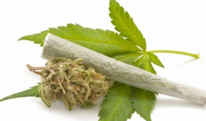 Ilustrasi daun ganja (Shutterstock).