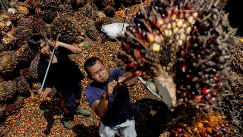 Pekerja memuat tandan kelapa sawit untuk diangkut ke pabrik CPO di Pekanbaru, Riau, 27 April 2022. (Foto: REUTERS/Willy Kurniawan)