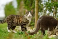 Ilustrasi kucing- tanda-tanda kucing terkena rabies. Sumber foto : suara.com
