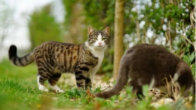 Ilustrasi kucing- tanda-tanda kucing terkena rabies. Sumber foto : suara.com