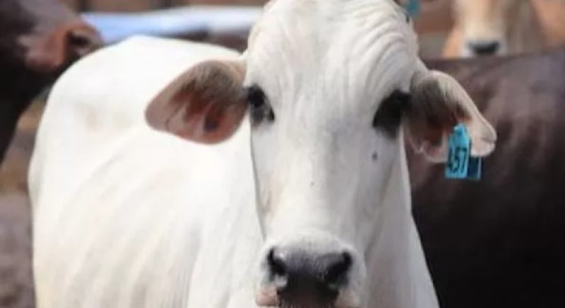 Ilustrasi hewan kurban - Pembagian Daging Kurban Berapa Kg? Ini Ketentuan Bagi-bagi Qurban Idul Adha 2023 (Pexels)
