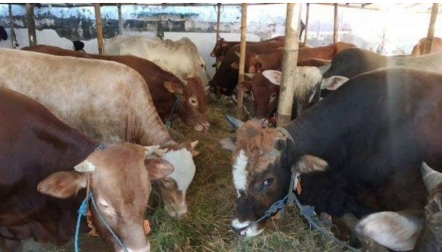 Foto Ilustrasi : DPRD Barito Utaara meminta Pemkab barut melakukan pemantauan dan pengecekan hewan kurban bebas penyakit, Jumat (23/6/2023).Foto.dok.1tulah.com