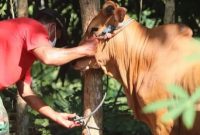 Ilustrasi Hewan kurban. Sumber foto : suara.com
Hukum Patungan Hewan Qurban, Begini Penjelasan Buya. Sumber foto : suara.com

