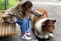 Transformasi Toco saat menjadi seekor anjing dengan kostum hiper-realistis. Sumber foto : suara.com