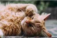 Ilustrasi kucing-kucing mati mendadak di Sunter Agung, Tanjung Priok, Jakarta Utara. Sumber foto : suara.com