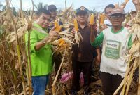 Bupati Barito Timur Ampera AY Mebas baru saja melakukan panen raya jagung  di Desa Malintut Kecamatan Raren Batuah. Foto:Zakarin/1tulah.com