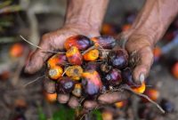Ilustrasi: Buah Kelapa Sawit penghasil CPO