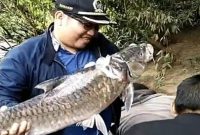 Anggota DPRD Provinsi Kalteng Siswandi saat menangkap ikan sapan putih di Sungai Beriam Kabupaten Mura. (Foto:Istimewa)