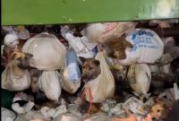 Ratusan ekor anjing yang akan dijadikan eneka kuliner saat diamankan aparat dari sebuah tempat. Foto: Tangkapan Liar