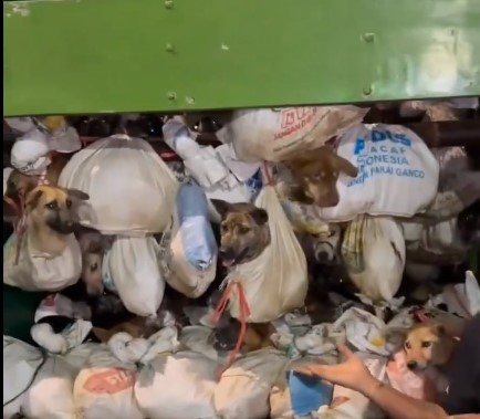 Ratusan ekor anjing yang akan dijadikan eneka kuliner saat diamankan aparat dari sebuah tempat. Foto: Tangkapan Liar