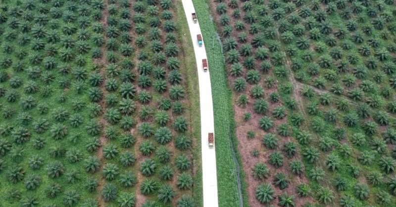 Foto udara perkebunan kelapa sawit di Batanghari, Jambi, 28 November 2018. (Foto: Antara/Wahdi Septiawan via REUTERS)