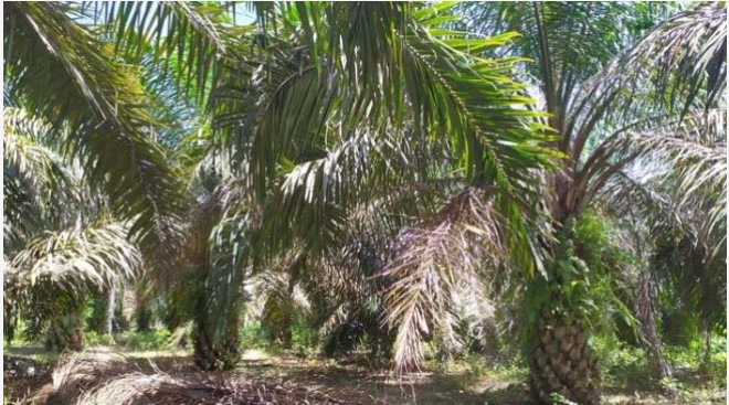 Salah satu kebun sawit di Riau. (Suara.com/Kurnia)