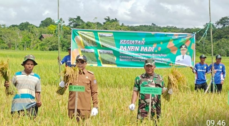 Pj Bupati Hermon Panen padi di Kecamatan Murung