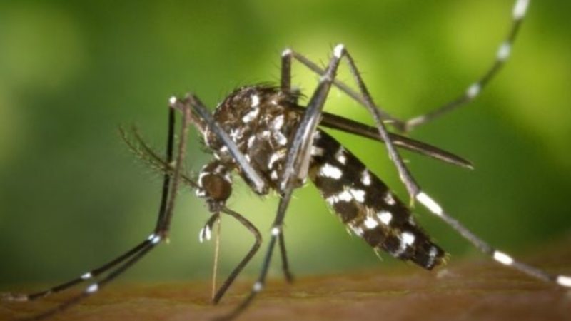 Ilustrasi nyamuk demam berdarah dengue (DBD) (Pexels/Pixabay