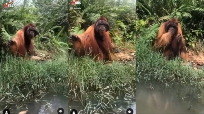 Orang utan minta makan ke warga. [Ist]