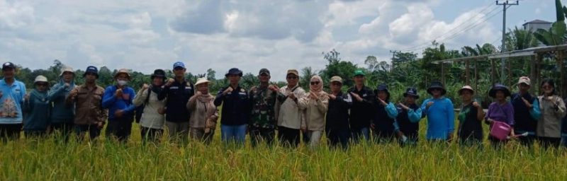 Panen padi bersama yang dilaksanakan di desa Walur kecamatan Gunung Timang, Sabtu (23/3/2024).Foto:Delia/1tulah.com