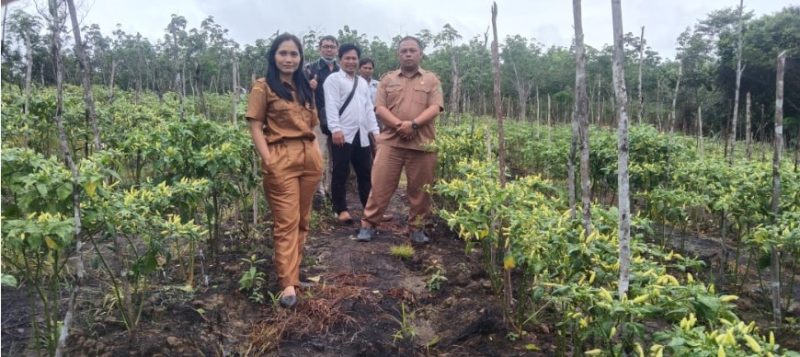 Kebun cabai kelompok Tani Desa Betang Nalong di Kabupaten Bartim. Foto : 1tulah.com/zakirin