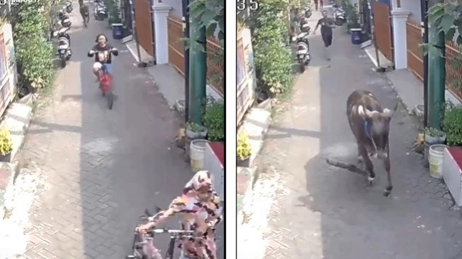 Momen Sapi Kurban Kejar 2 Bocah Perempuan. (sumber: suara.com)