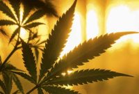 Ilustrasi tanaman ganja (sumber: suara.com)