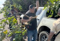 Jajaran Polsek Pelaihari memusnahkan tanaman kecubung (datura metel). Foto: dok. Polsek Pelaihari