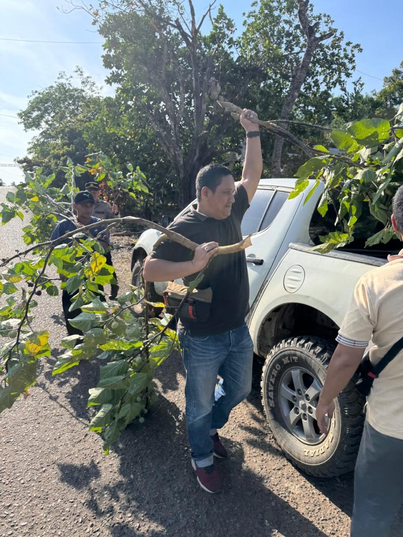 Jajaran Polsek Pelaihari memusnahkan tanaman kecubung (datura metel). Foto: dok. Polsek Pelaihari