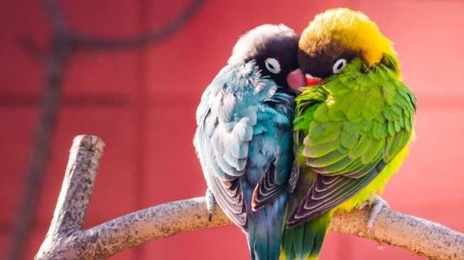 Burung lovebird tidak boleh dilepas. (sumber: suara.com)